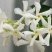 意大利络石风车茉莉大花络石，四季常绿，庭院开花芳香