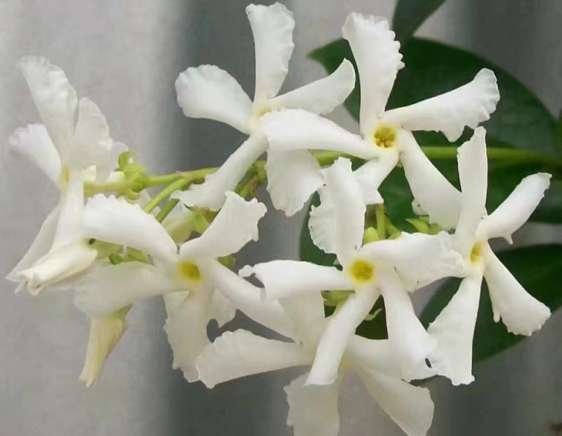 意大利络石风车茉莉大花络石，四季常绿，庭院开花芳香