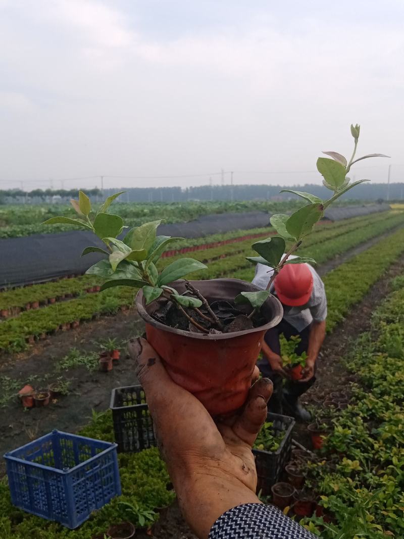 意大利络石风车茉莉大花络石，四季常绿，庭院开花芳香