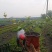 意大利络石风车茉莉大花络石，四季常绿，庭院开花芳香