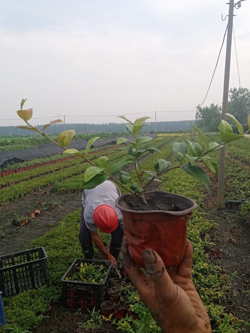 意大利络石风车茉莉大花络石，四季常绿，庭院开花芳香