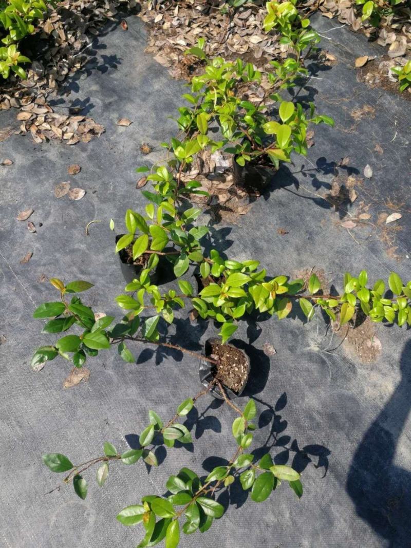 意大利络石风车茉莉大花络石，四季常绿，庭院开花芳香