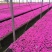 丛生芝樱丛生福禄考，花海护坡，庭院开花芳香