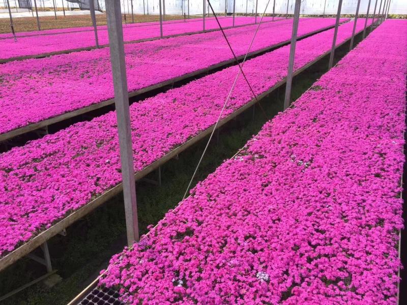 丛生芝樱丛生福禄考，花海护坡，庭院开花芳香