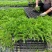 丛生芝樱丛生福禄考，花海护坡，庭院开花芳香