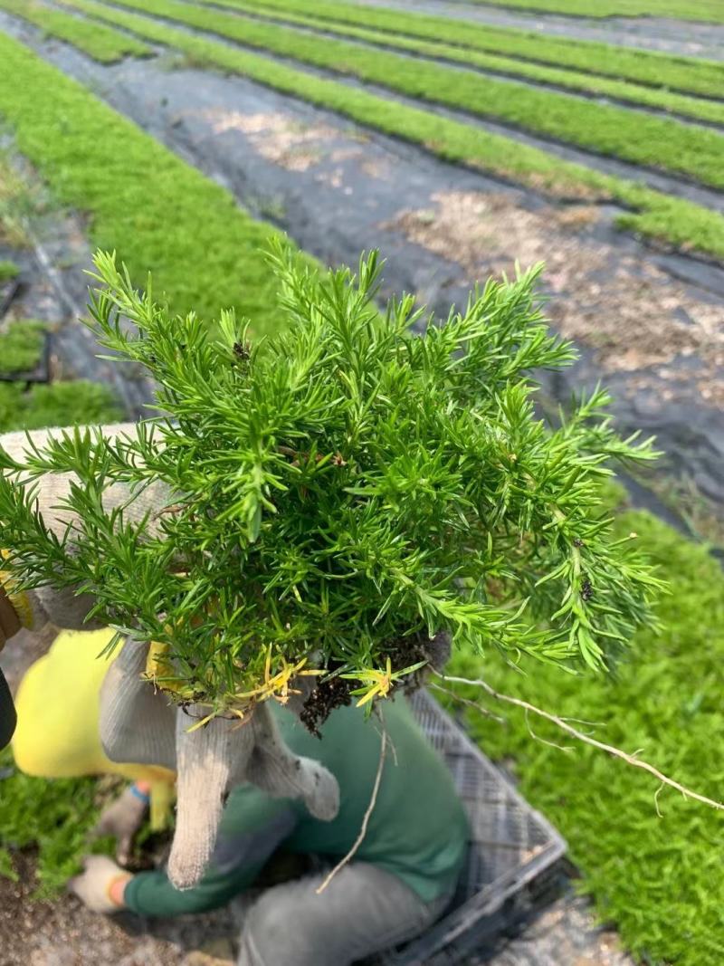 丛生芝樱丛生福禄考，花海护坡，庭院开花芳香