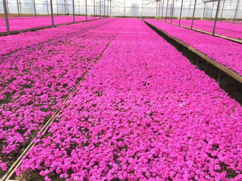丛生芝樱丛生福禄考，花海护坡，庭院开花芳香