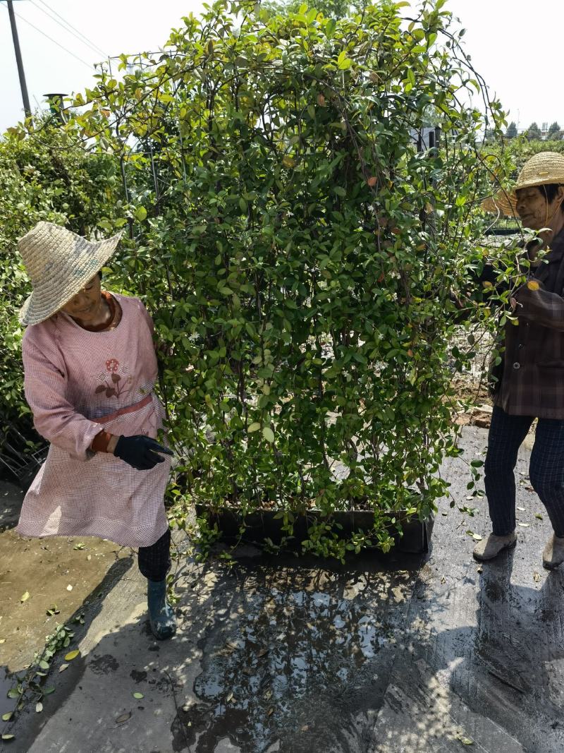意大利络石风车茉莉大花络石网片，四季常绿，庭院开花芳香