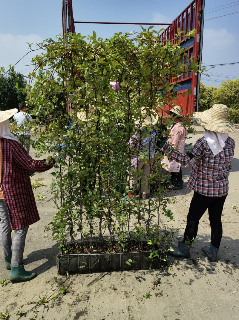 意大利络石风车茉莉大花络石网片，四季常绿，庭院开花芳香