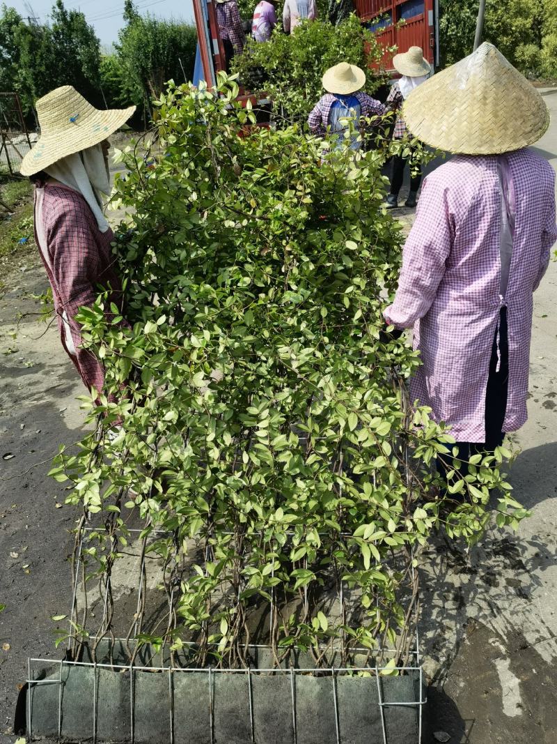 意大利络石风车茉莉大花络石网片，四季常绿，庭院开花芳香