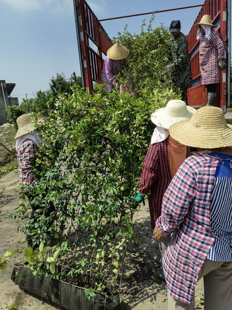 意大利络石风车茉莉大花络石网片，四季常绿，庭院开花芳香