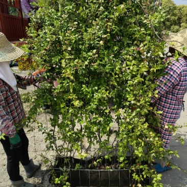意大利络石风车茉莉大花络石网片，四季常绿，庭院开花芳香