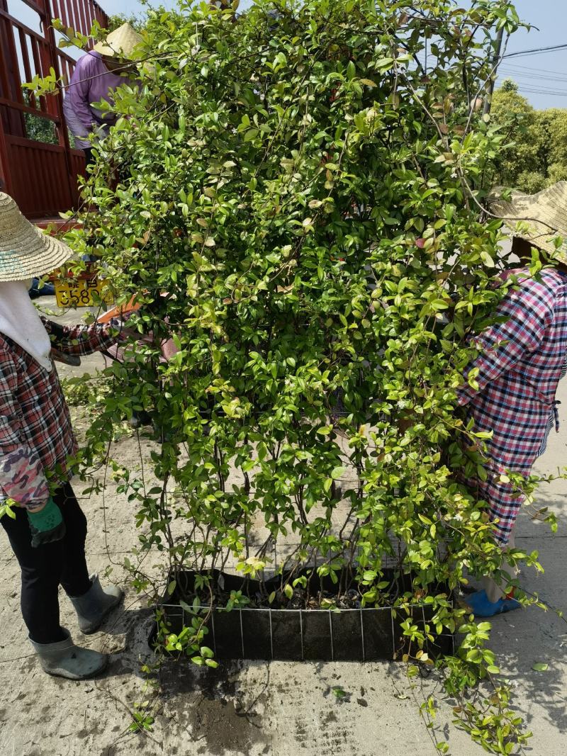 意大利络石风车茉莉大花络石网片，四季常绿，庭院开花芳香