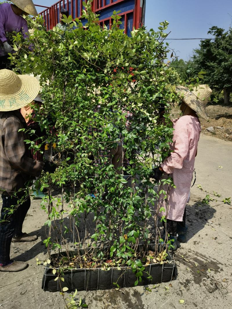 意大利络石风车茉莉大花络石网片，四季常绿，庭院开花芳香