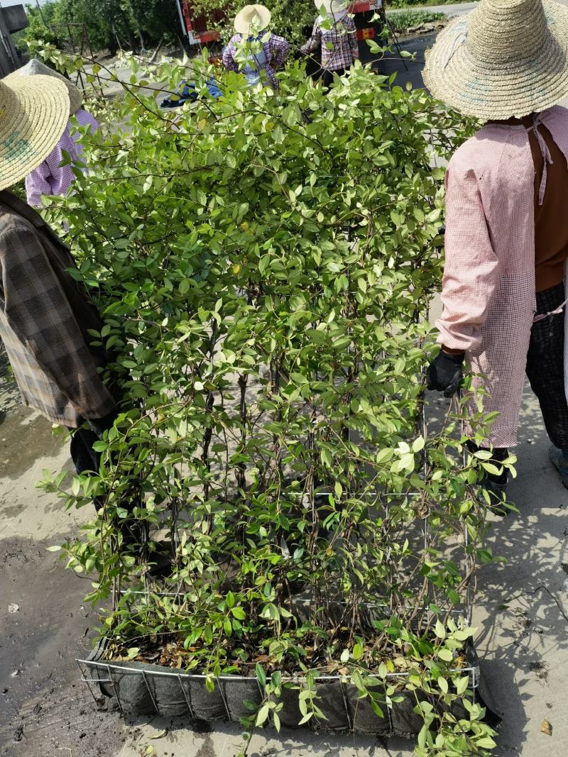 意大利络石风车茉莉大花络石网片，四季常绿，庭院开花芳香