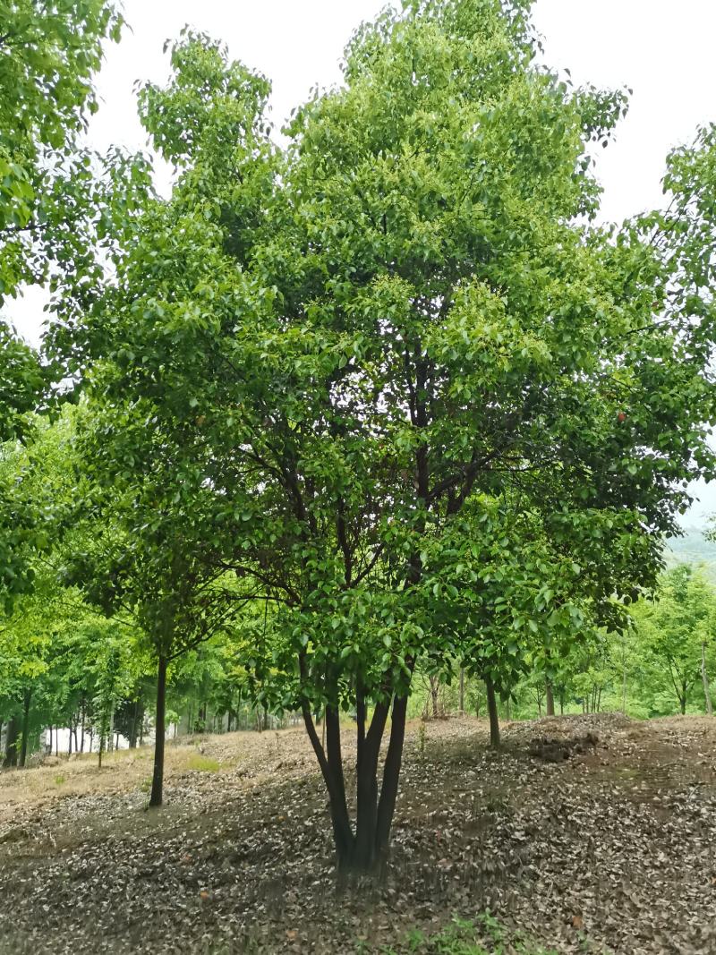 丛生香樟基地直发各种规格量大从优欢迎采购