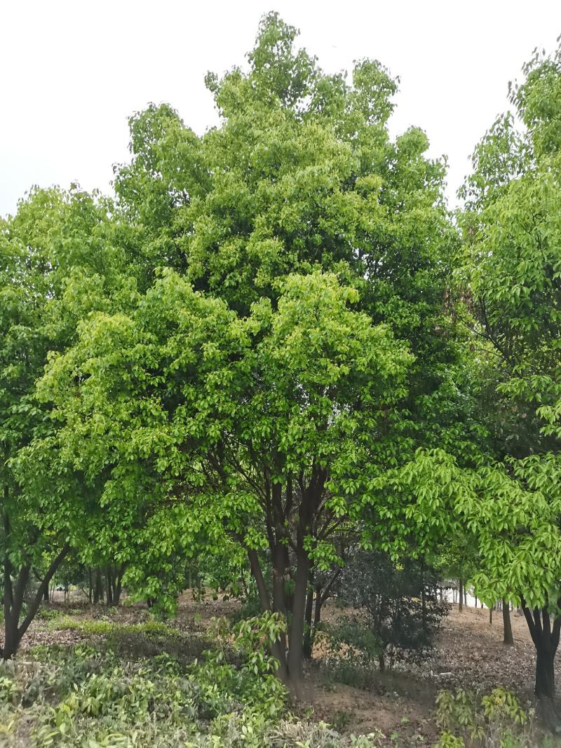 丛生香樟基地直发各种规格量大从优欢迎采购
