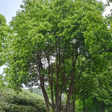 丛生香樟基地直发各种规格量大从优欢迎采购