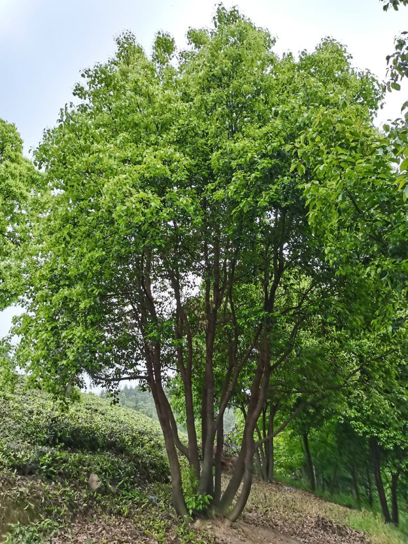 丛生香樟基地直发各种规格量大从优欢迎采购