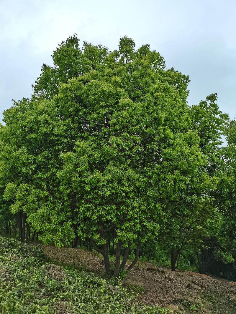 丛生香樟基地直发各种规格量大从优欢迎采购