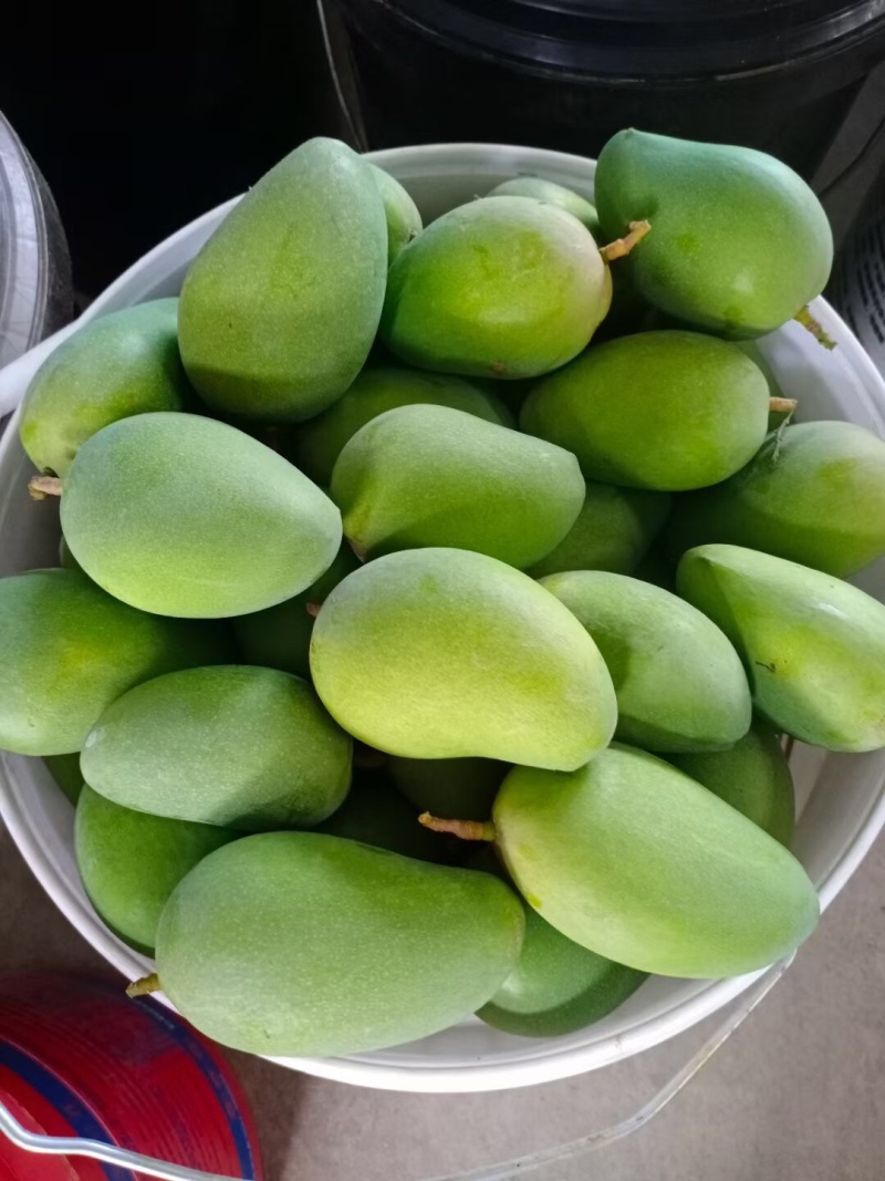 芒果系列，台农