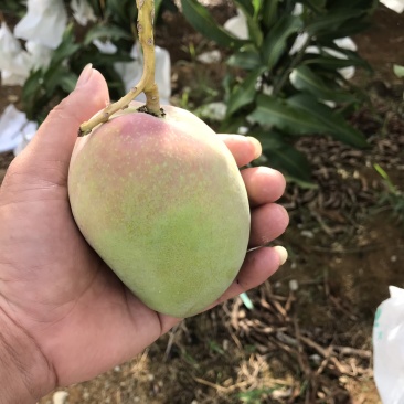 芒果系列，台农