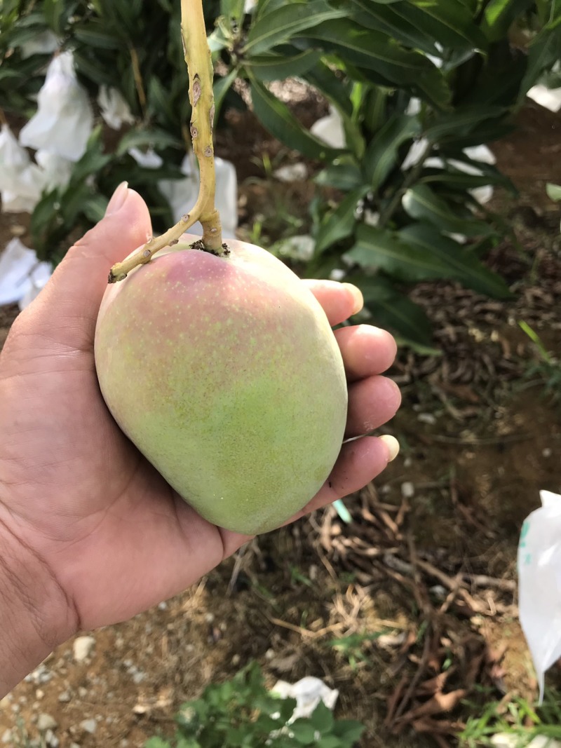 芒果系列，台农