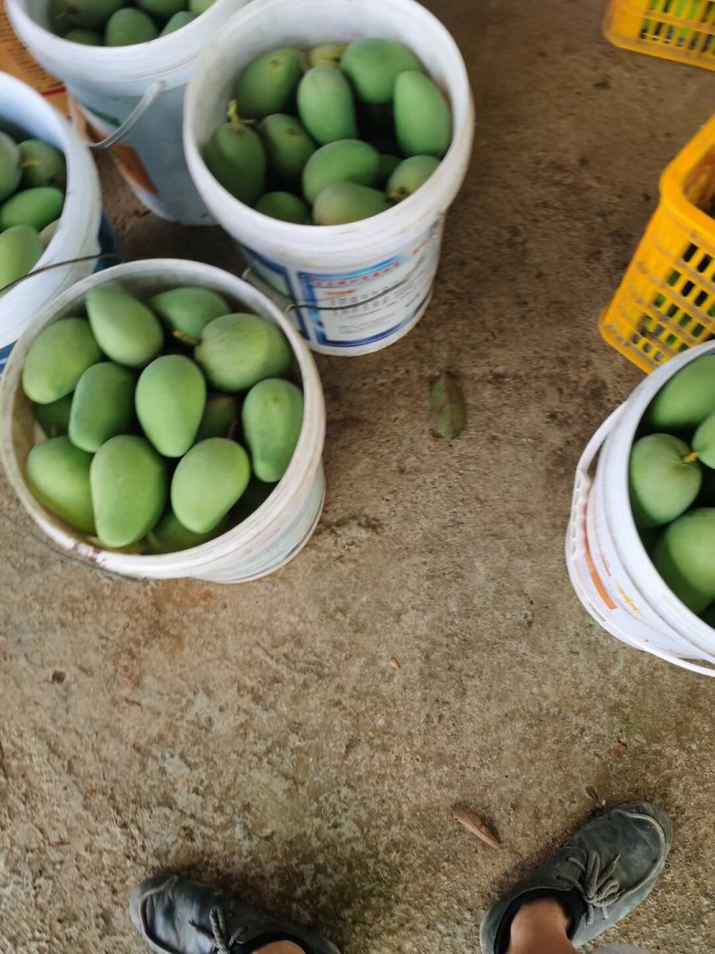 芒果系列，台农
