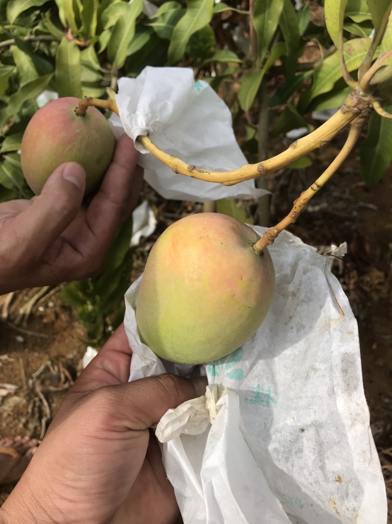 芒果系列，台农