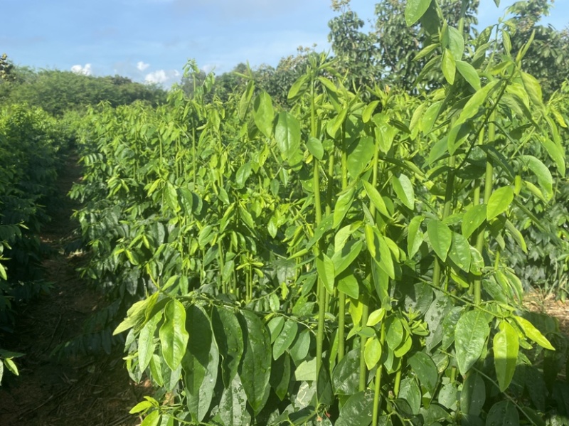 树仔菜批发销售，货量稳定，长期供货！