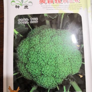 【选购链接】耐寒优秀西兰花种子蕾粒细致抗病强播种弹性强