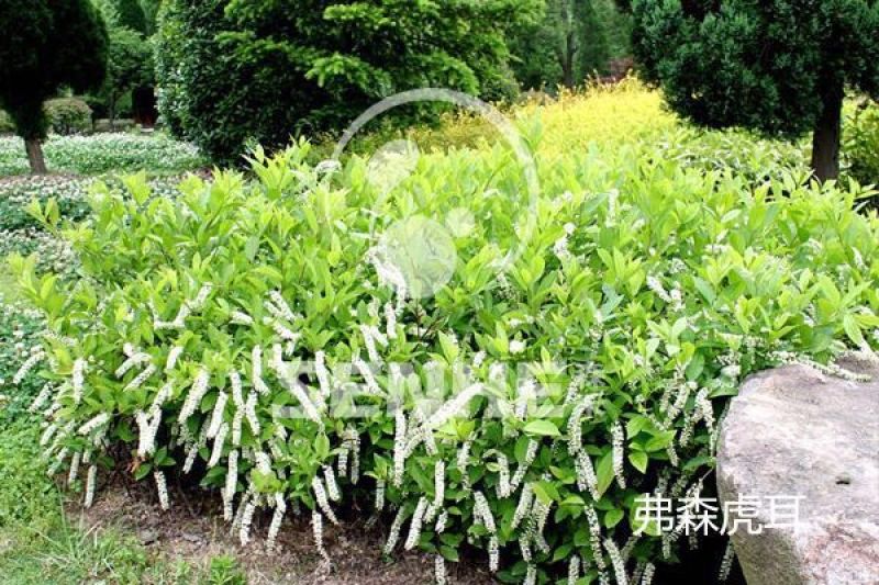 弗吉尼亚鼠刺荷兰鼠刺弗森虎耳，耐寒四季常绿，庭院开花芳香