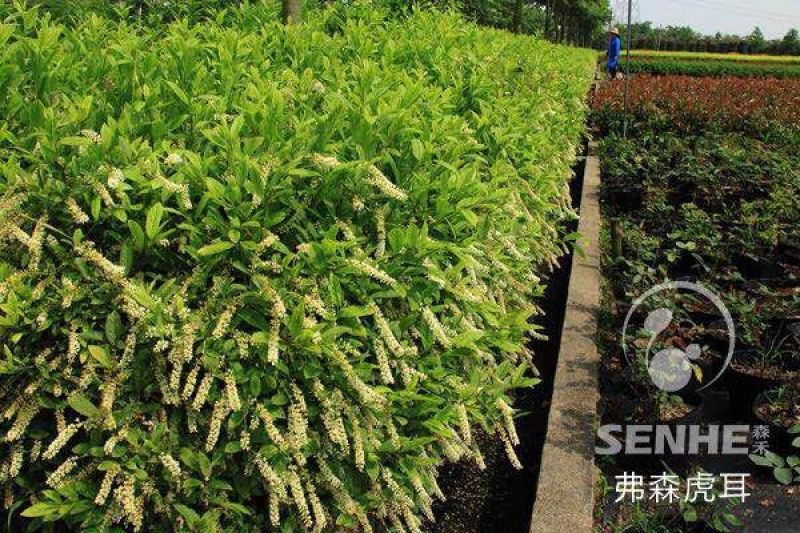 弗吉尼亚鼠刺荷兰鼠刺弗森虎耳，耐寒四季常绿，庭院开花芳香