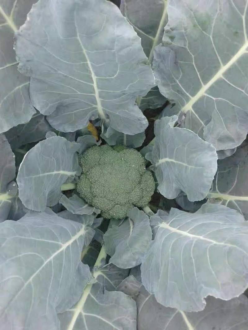 耐寒优秀西兰花种子蕾粒细致抗病强播种弹性强