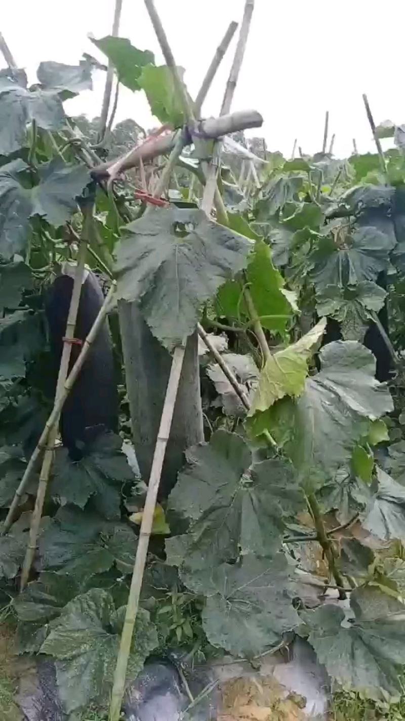 黑皮冬瓜，20以上的精品冬瓜，基地直销，提供便宜的车