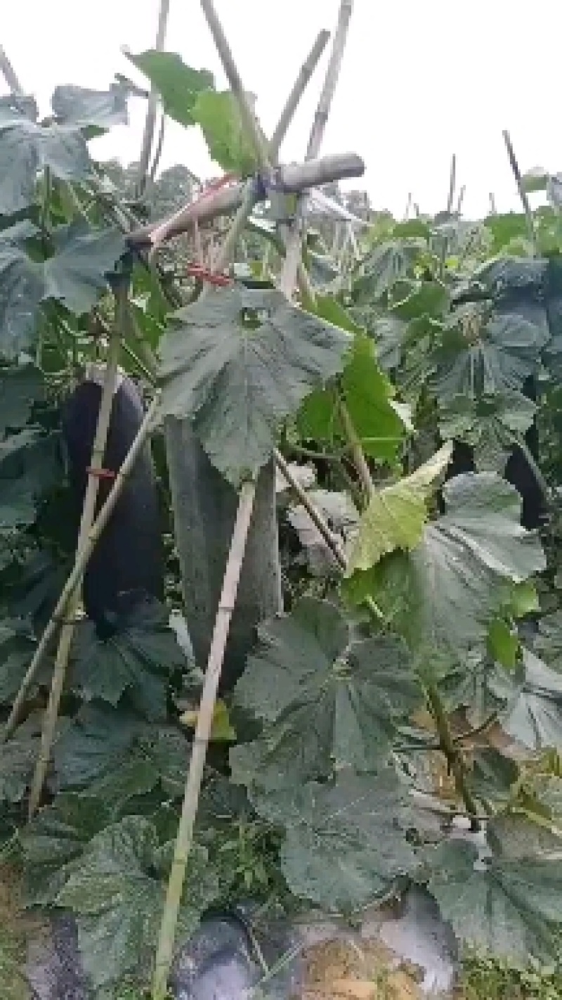 黑皮冬瓜，20以上的精品冬瓜，基地直销，提供便宜的车