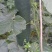 黑皮冬瓜，20以上的精品冬瓜，基地直销，提供便宜的车