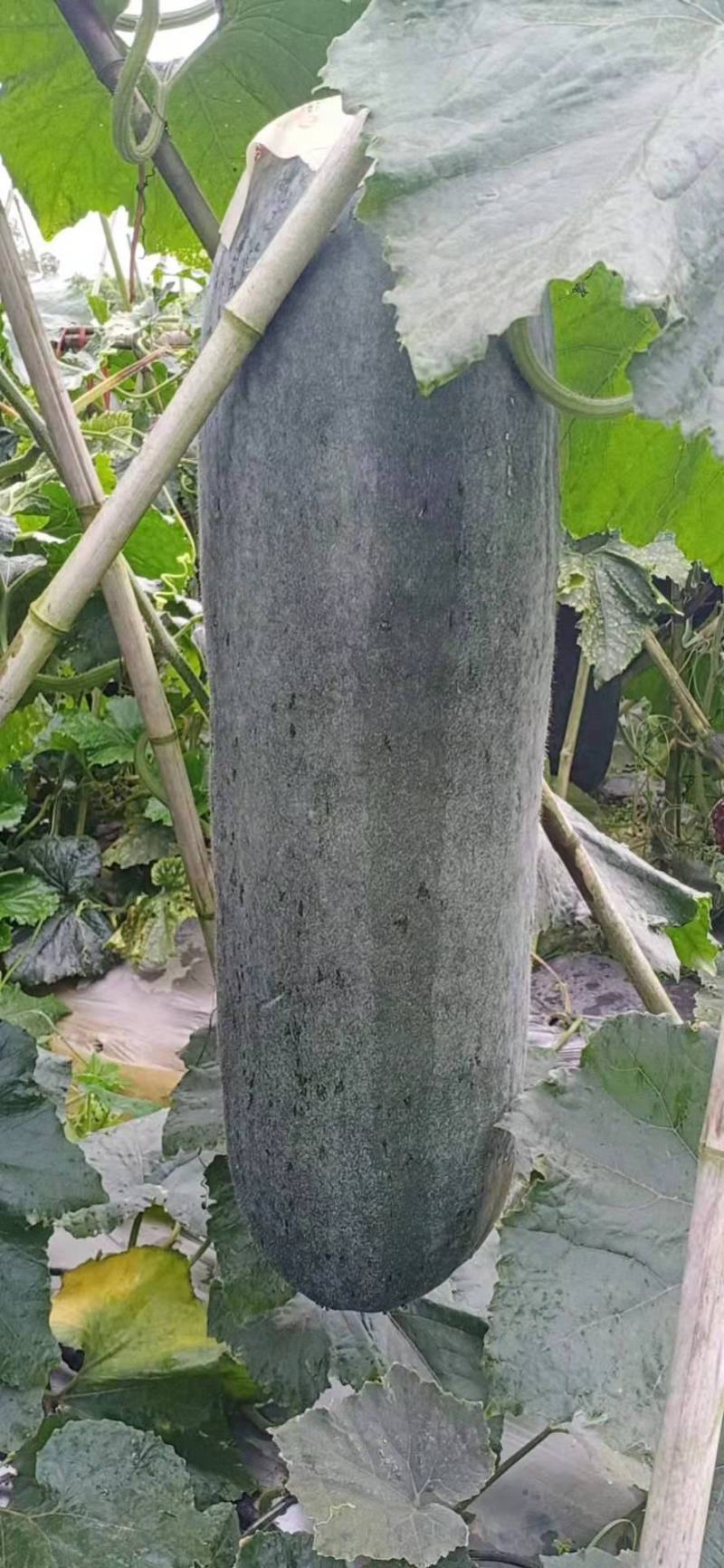 黑皮冬瓜，20以上的精品冬瓜，基地直销，提供便宜的车