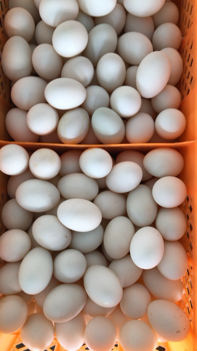 鸭蛋、双黄蛋、鲜蛋、水洗蛋、无精蛋、经文蛋