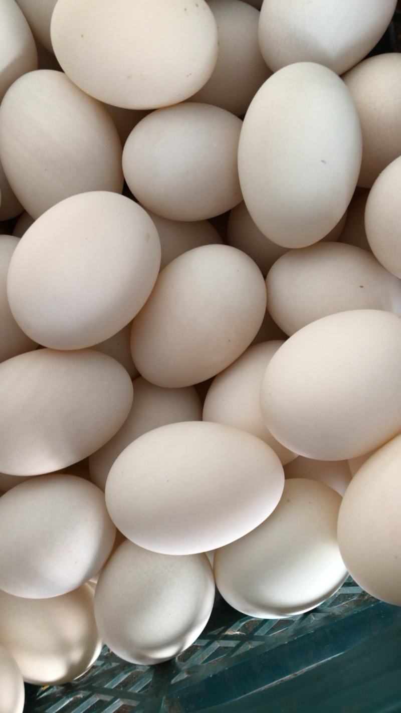 鸭蛋、双黄蛋、鲜蛋、水洗蛋、无精蛋、经文蛋