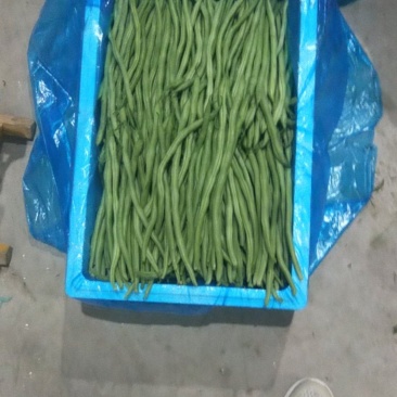 精品豆王