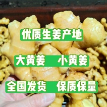 优质窑窖生姜生姜产地批发保质保量全国物流发货