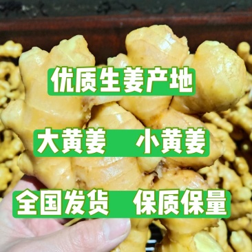 优质窑窖生姜生姜产地批发保质保量全国物流发货