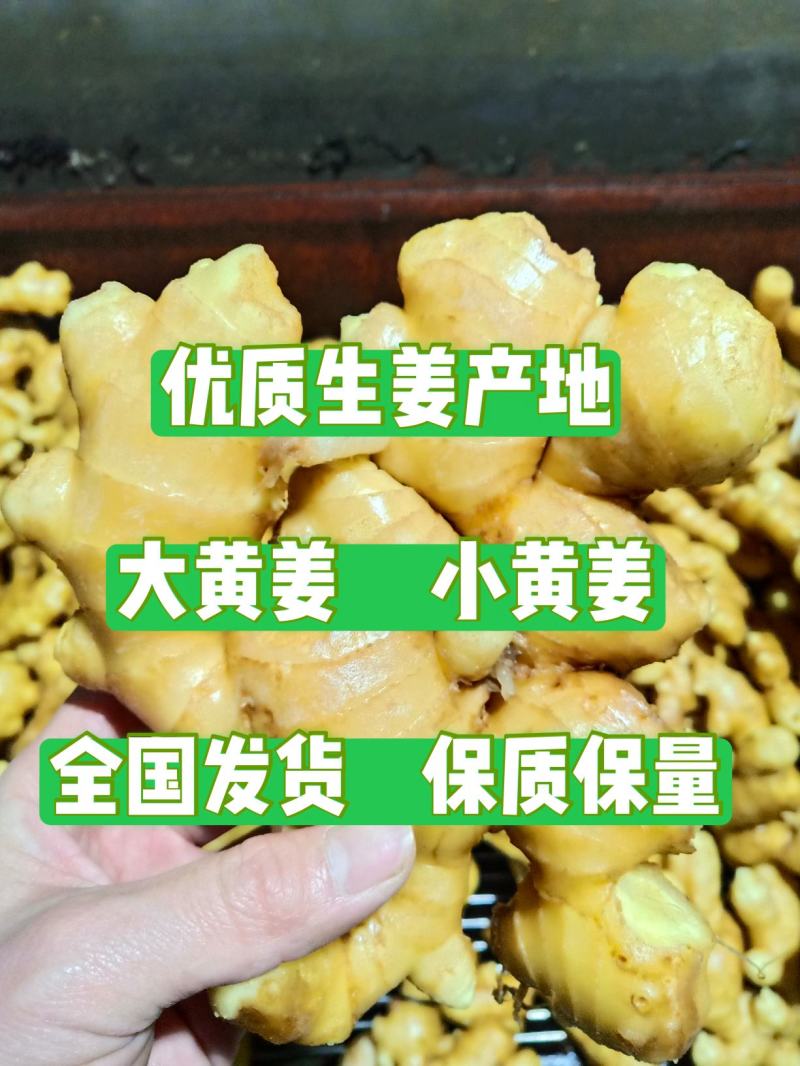 优质窑窖生姜生姜产地批发保质保量全国物流发货