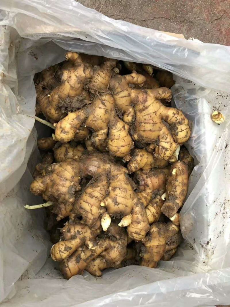 山东大姜生姜产地批发质优价廉保质保量全国发货