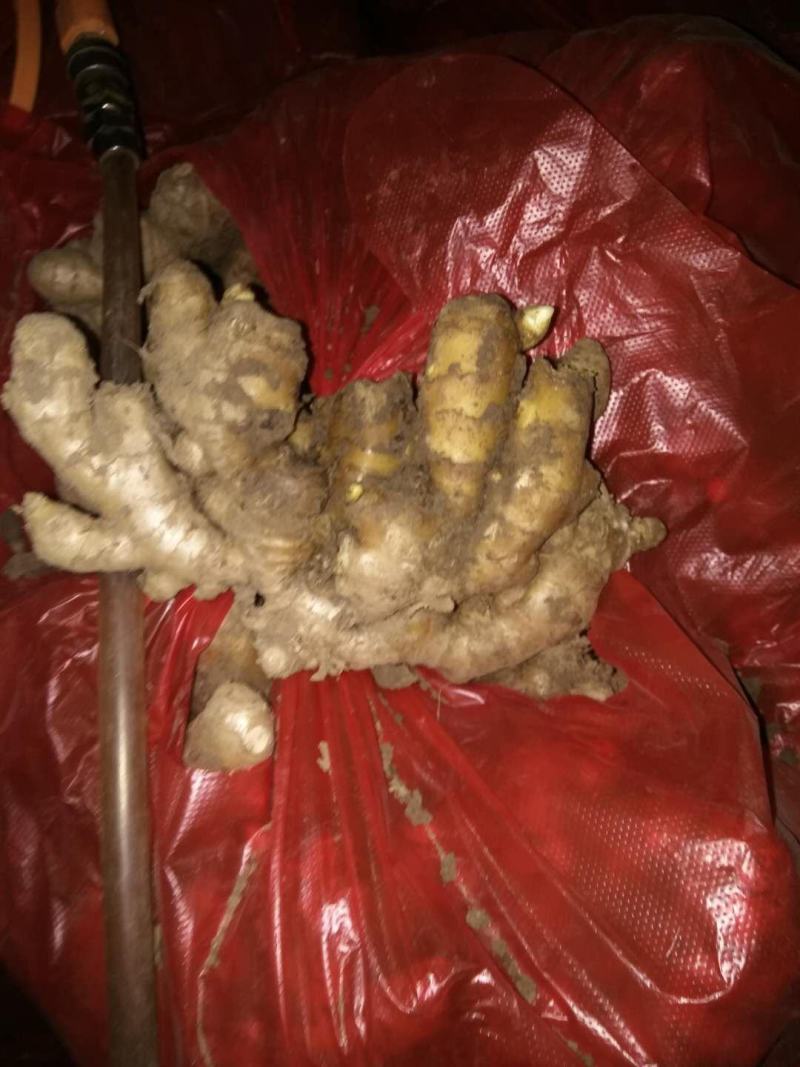 山东大姜生姜产地批发质优价廉保质保量全国发货