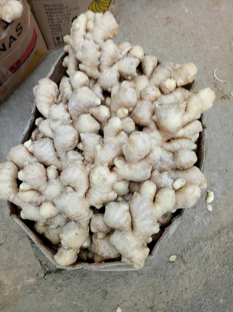 山东大姜生姜产地批发质优价廉保质保量全国发货