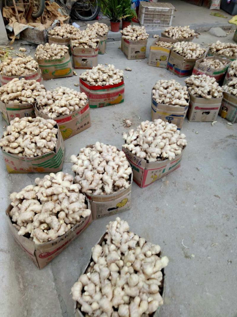 山东大姜生姜产地批发质优价廉保质保量全国发货
