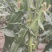 精品万糯20008量起，无虫眼，颗粒饱满