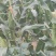 精品万糯20008量起，无虫眼，颗粒饱满
